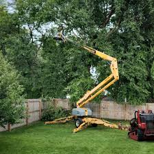 Best Tree Removal Services  in Bay Harbor Islands, FL